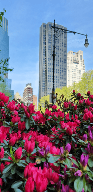 Tulipanes y edificios